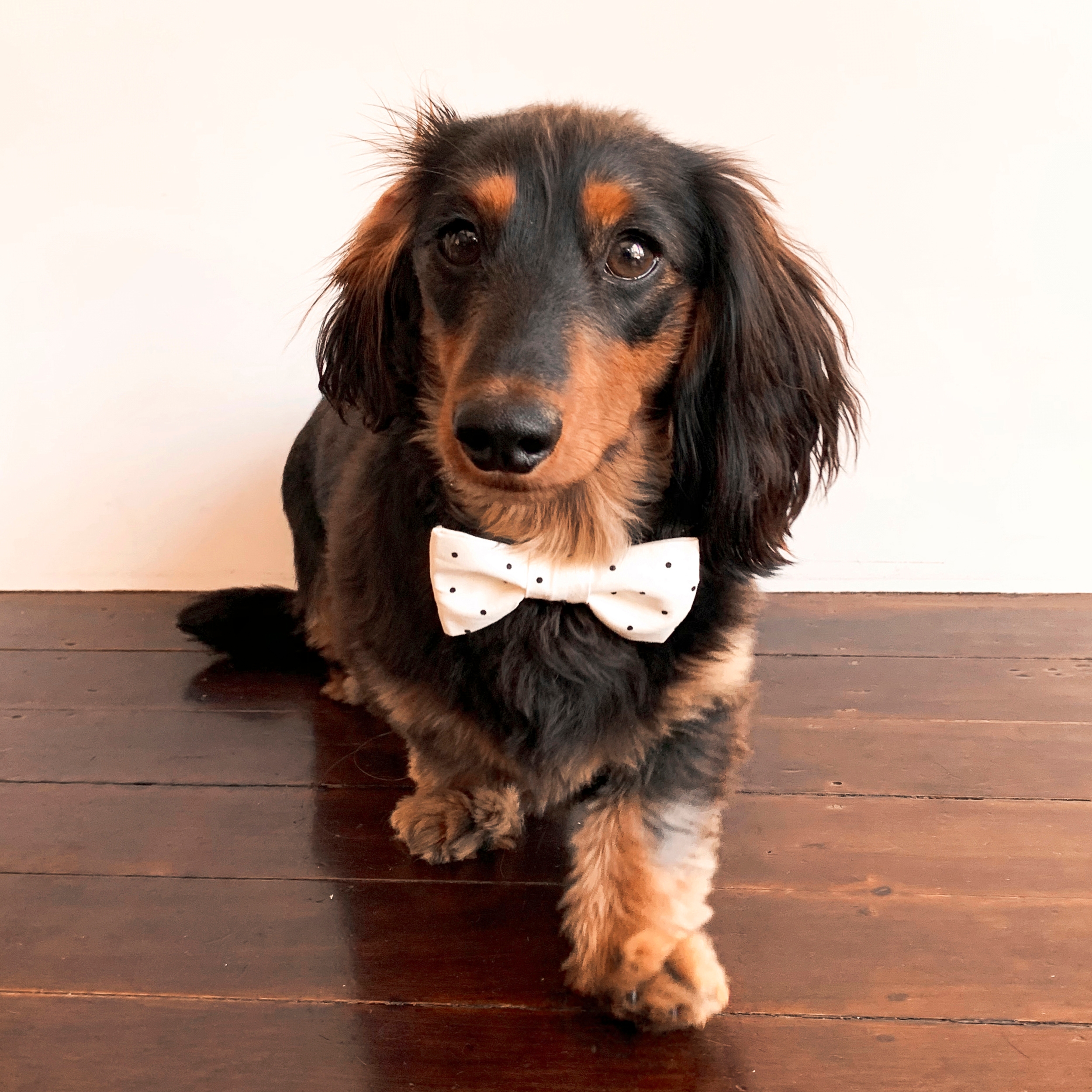 Merchant Makers: Tonie's Dog Bow Tie